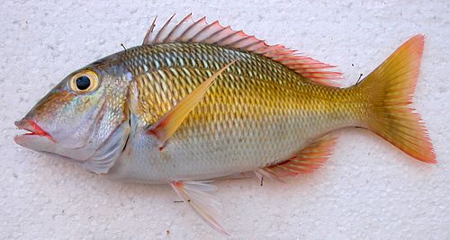 Lethrinus atkinsoni